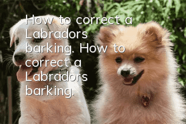 How to correct a Labrador's barking. How to correct a Labrador's barking.