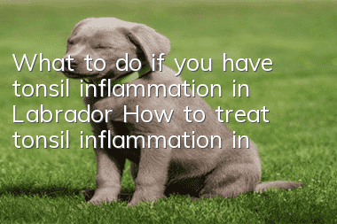 What to do if you have tonsil inflammation in Labrador How to treat tonsil inflammation in Labrador