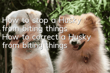 How to stop a Husky from biting things? How to correct a Husky from biting things?
