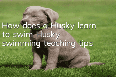 How does a Husky learn to swim? Husky swimming teaching tips