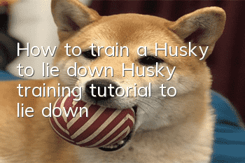 How to train a Husky to lie down? Husky training tutorial to lie down