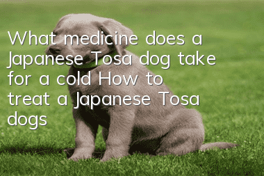 What medicine does a Japanese Tosa dog take for a cold? How to treat a Japanese Tosa dog's cold
