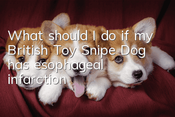 What should I do if my British Toy Snipe Dog has esophageal infarction?