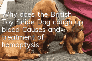 Why does the British Toy Snipe Dog cough up blood? Causes and treatment of hemoptysis