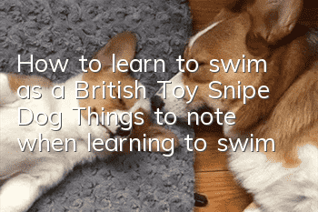 How to learn to swim as a British Toy Snipe Dog? Things to note when learning to swim