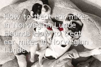 How to treat ear mites in Norwegian Lunde Hounds How to treat ear mites in Norwegian Lunde Hounds