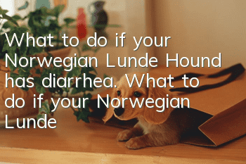 What to do if your Norwegian Lunde Hound has diarrhea. What to do if your Norwegian Lunde Hound has diarrhea.