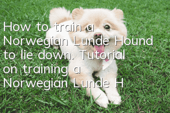 How to train a Norwegian Lunde Hound to lie down. Tutorial on training a Norwegian Lunde Hound to lie down.