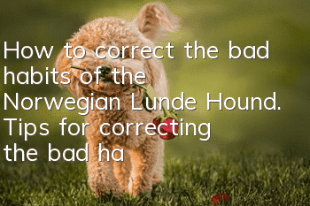 How to correct the bad habits of the Norwegian Lunde Hound. Tips for correcting the bad habits of the Norwegian Lunde Hound.