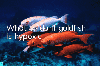 What to do if goldfish is hypoxic