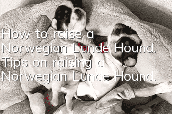 How to raise a Norwegian Lunde Hound. Tips on raising a Norwegian Lunde Hound.