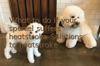 What to do if your spaniel suffers heatstroke? Solutions to heatstroke