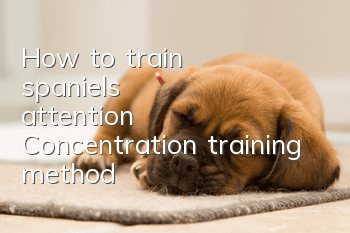 How to train spaniel's attention Concentration training method