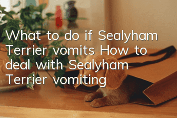 What to do if Sealyham Terrier vomits? How to deal with Sealyham Terrier vomiting?