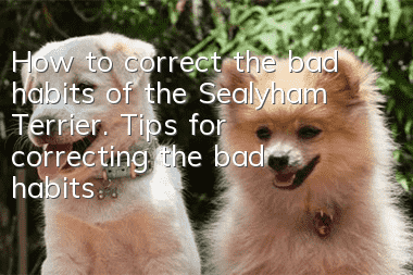 How to correct the bad habits of the Sealyham Terrier. Tips for correcting the bad habits of the Sealyham Terrier.