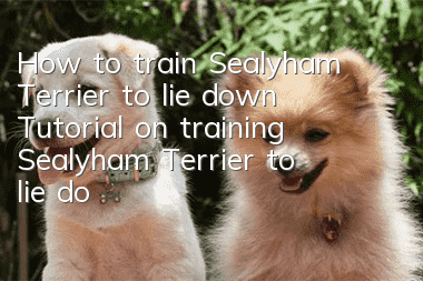 How to train Sealyham Terrier to lie down? Tutorial on training Sealyham Terrier to lie down.