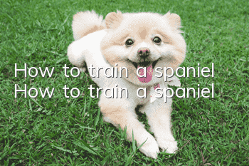 How to train a spaniel How to train a spaniel