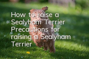 How to raise a Sealyham Terrier? Precautions for raising a Sealyham Terrier