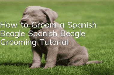 How to Groom a Spanish Beagle Spanish Beagle Grooming Tutorial