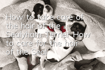 How to take care of the hair of the Sealyham Terrier? How to care for the hair of the Sealyham Terrier?