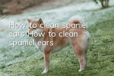 How to clean spaniel ears How to clean spaniel ears