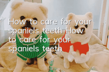 How to care for your spaniel’s teeth How to care for your spaniel’s teeth