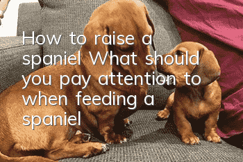 How to raise a spaniel? What should you pay attention to when feeding a spaniel?
