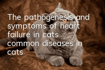 The pathogenesis and symptoms of heart failure in cats, common diseases in cats!