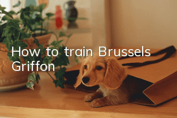 How to train Brussels Griffon