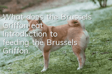 What does the Brussels Griffon eat? Introduction to feeding the Brussels Griffon.