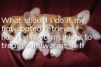 What should I do if my flat-coated retriever has roundworms? How to treat roundworms in flat-coated retrievers?