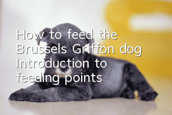 How to feed the Brussels Griffon dog? Introduction to feeding points