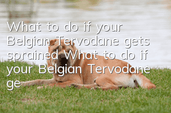 What to do if your Belgian Tervodane gets sprained What to do if your Belgian Tervodane gets sprained