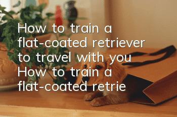 How to train a flat-coated retriever to travel with you? How to train a flat-coated retriever to travel with you when you go out?