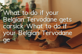 What to do if your Belgian Tervodane gets carsick? What to do if your Belgian Tervodane gets carsick?