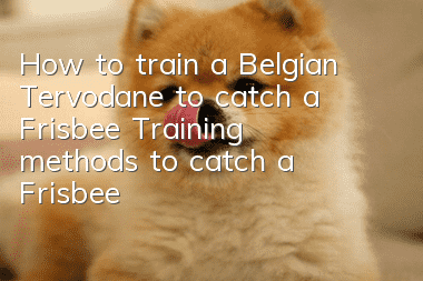 How to train a Belgian Tervodane to catch a Frisbee? Training methods to catch a Frisbee