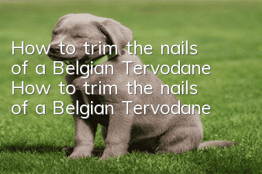 How to trim the nails of a Belgian Tervodane How to trim the nails of a Belgian Tervodane