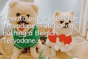 How to bathe a Belgian Tervodane. Tutorial on bathing a Belgian Tervodane.