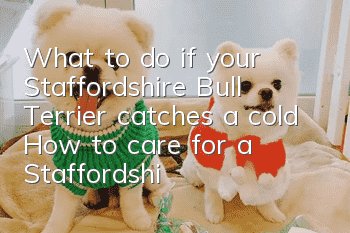 What to do if your Staffordshire Bull Terrier catches a cold How to care for a Staffordshire Bull Terrier cold