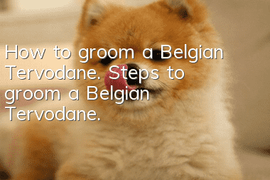 How to groom a Belgian Tervodane. Steps to groom a Belgian Tervodane.