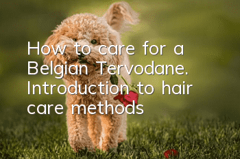 How to care for a Belgian Tervodane. Introduction to hair care methods