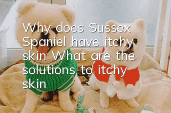 Why does Sussex Spaniel have itchy skin? What are the solutions to itchy skin?