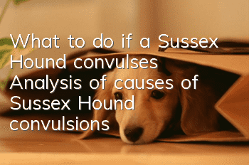 What to do if a Sussex Hound convulses? Analysis of causes of Sussex Hound convulsions