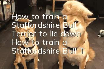 How to train a Staffordshire Bull Terrier to lie down? How to train a Staffordshire Bull Terrier to lie down?