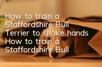 How to train a Staffordshire Bull Terrier to shake hands How to train a Staffordshire Bull Terrier to shake hands