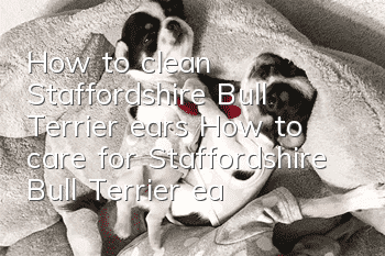 How to clean Staffordshire Bull Terrier ears How to care for Staffordshire Bull Terrier ears