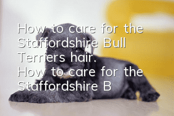 How to care for the Staffordshire Bull Terrier's hair. How to care for the Staffordshire Bull Terrier's hair.