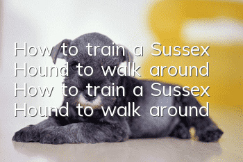How to train a Sussex Hound to walk around? How to train a Sussex Hound to walk around?