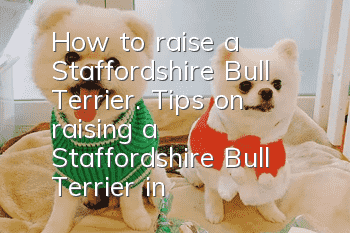 How to raise a Staffordshire Bull Terrier. Tips on raising a Staffordshire Bull Terrier in the United States.