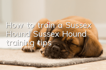 How to train a Sussex Hound Sussex Hound training tips